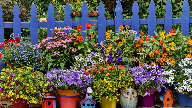 blue picket fence with flowers