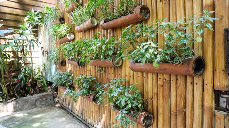 fence with hanging plants