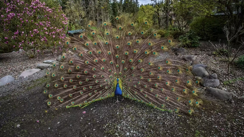 peacock