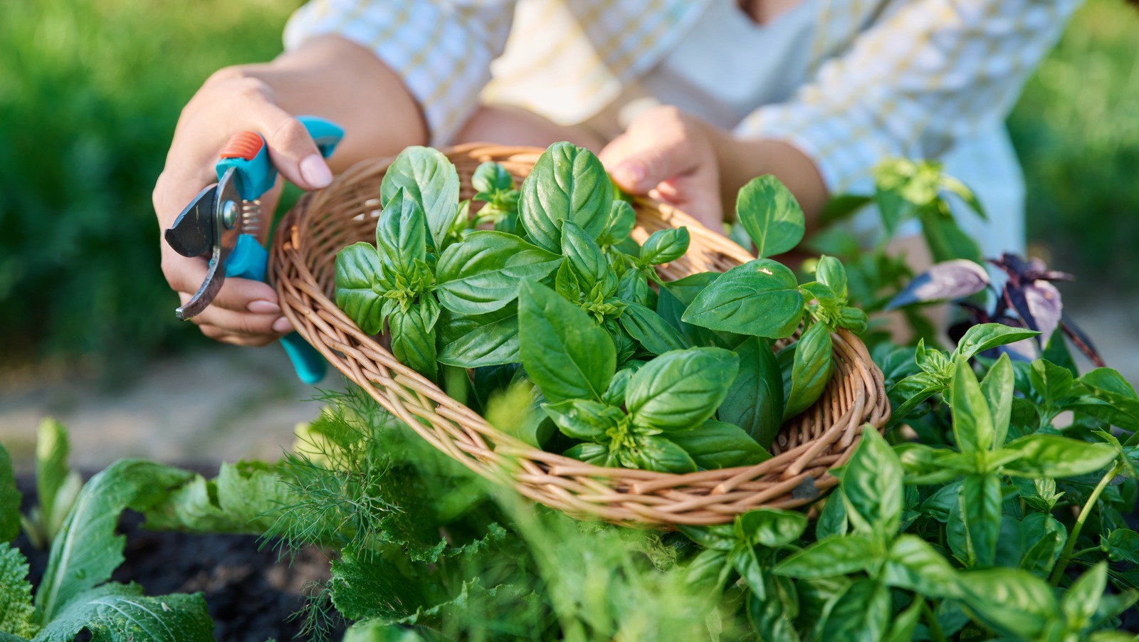 A Basil Barrier Is Your Garden s Best Natural Defense Against Bugs