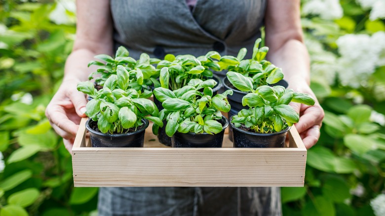 Person holding basil