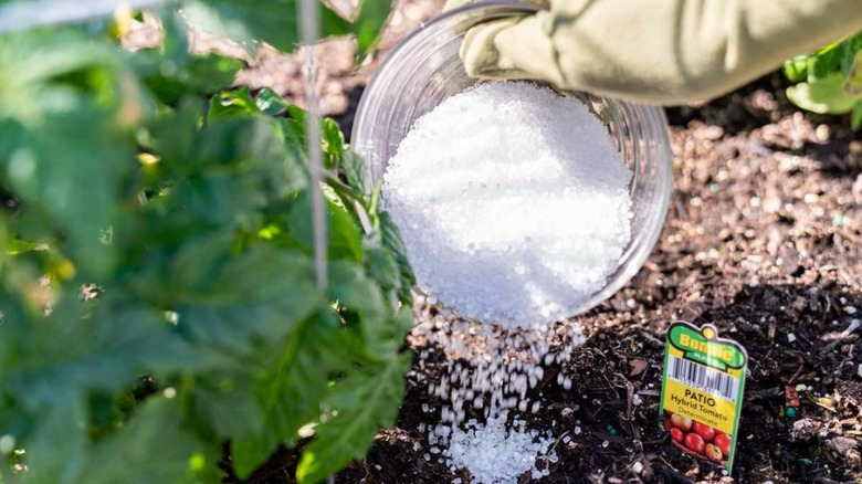 Epsom salt surrounding tomato plant