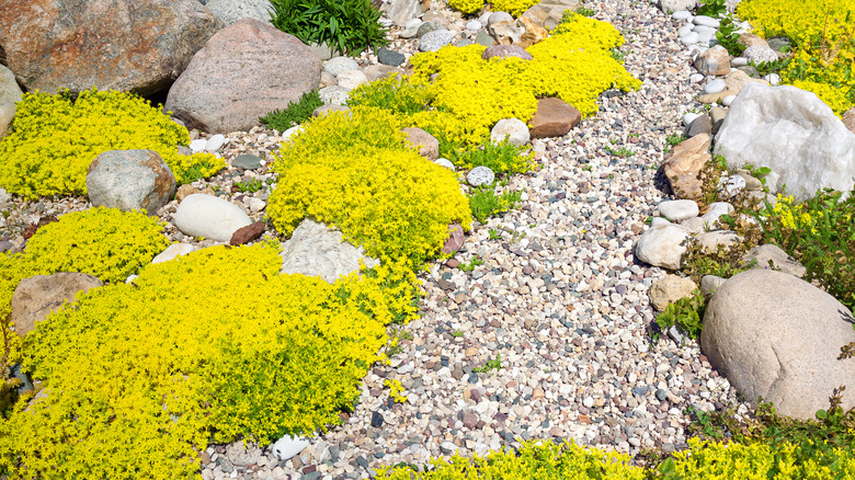 A gravel garden with blooming sedums