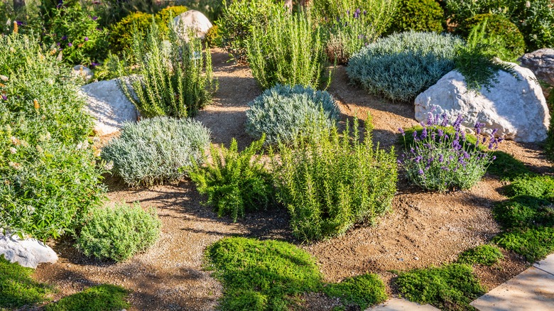 A rock garden with gravel topping and thriving foliage