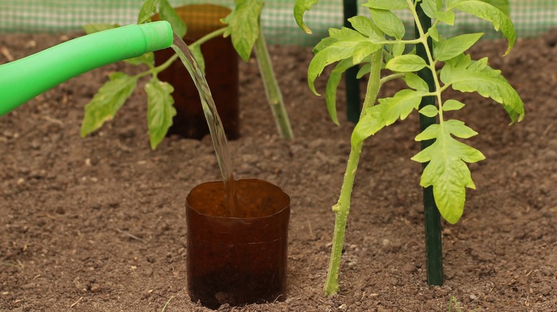 Bottom watering tomato plants