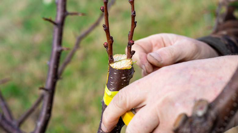 Hands grafting fruit tree in spring