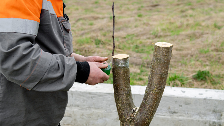 Person grafting fruit tree in spring