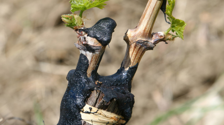 Black sealing material on grafted trees