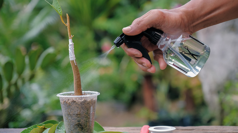 Hand watering a grafted tree with a spray bottle