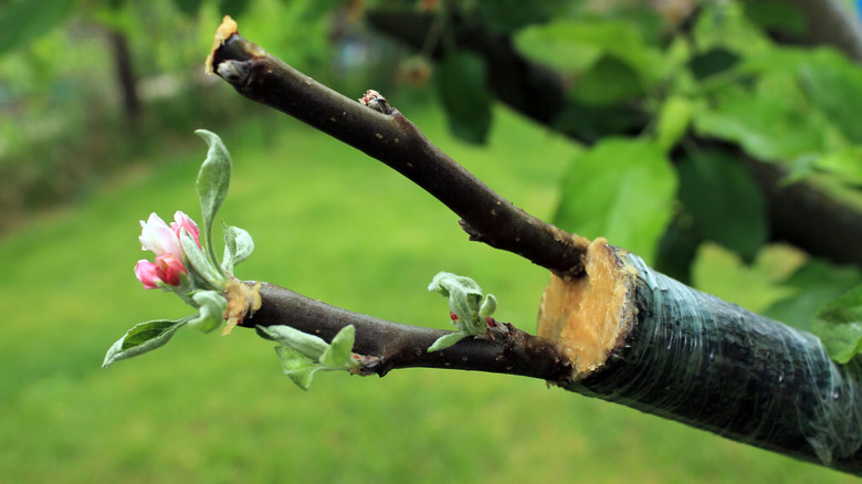 Grafted apple tree with young buds, leaves, and flowers