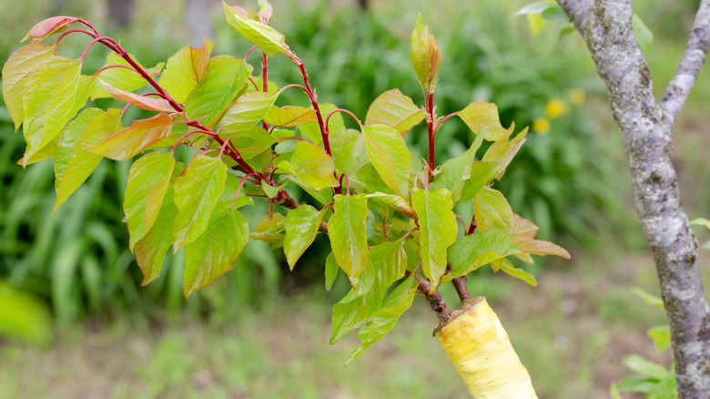 Green leaves on scion of grafted fruit tree