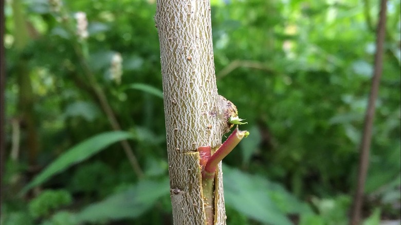 T-budding grafting technique used on plums