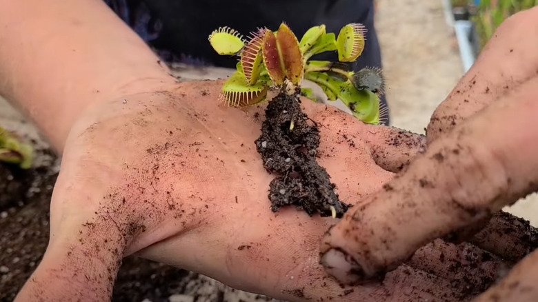 uprooted venus flytrap