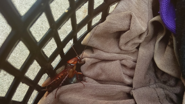 Cockroach in laundry basket