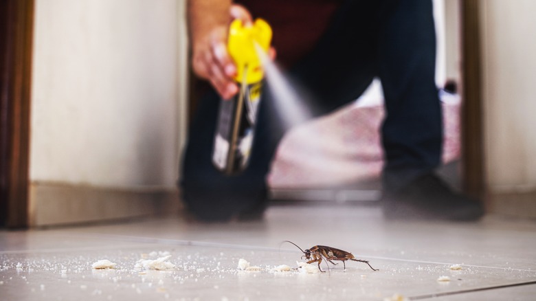 spraying WD-40 on cockroach