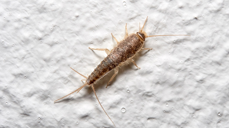 silverfish bug