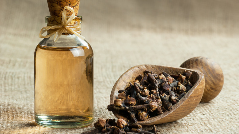 dried cloves and clove oil