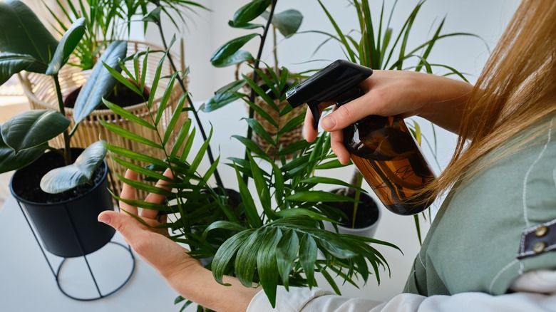 woman spraying houseplant leaves