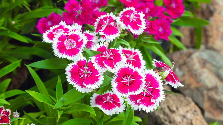 Pink and white dianthus flowers