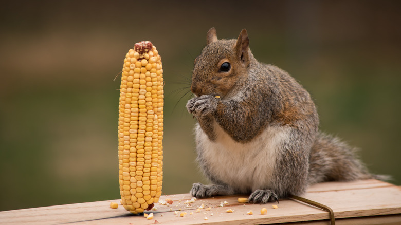 squirrel eating corn from feeder