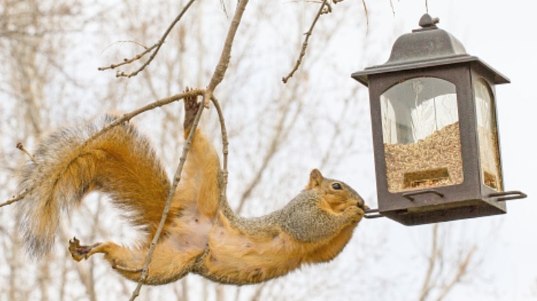 squirrel eating from bird feeder