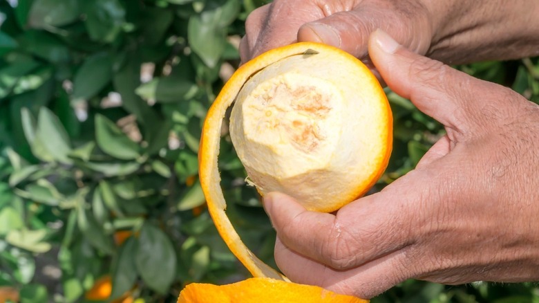 Man peeling orange in garden 