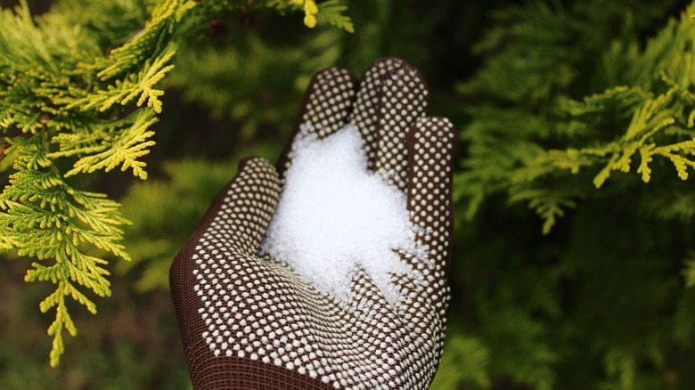Gloved hand holding Epsom salt