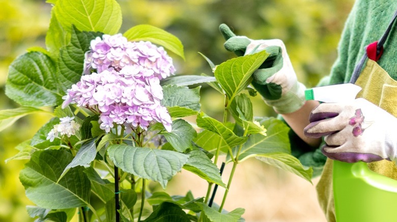 Person spraying hydrangeas