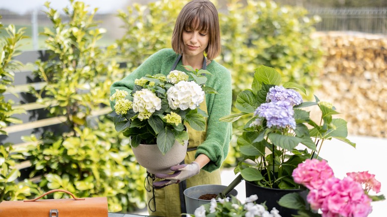 woman caring for hydrangeas