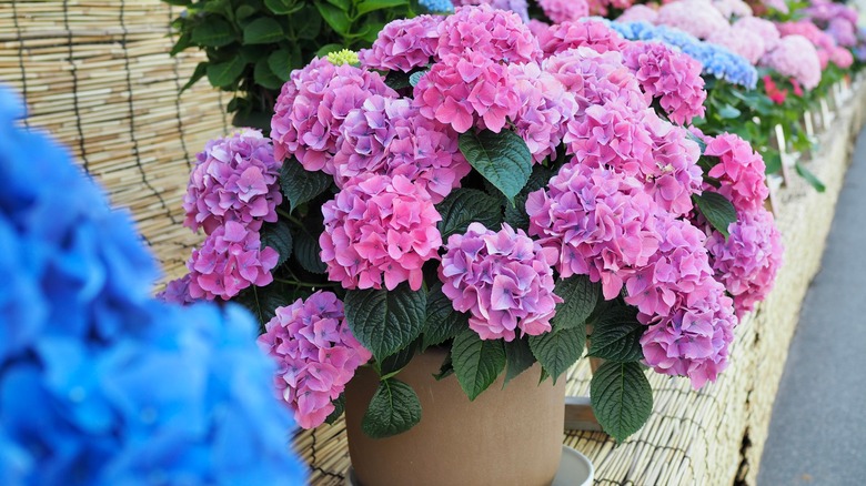 pink and blue potted hydrangeas