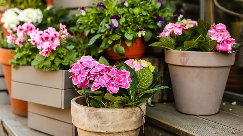 potted pink hydrangeas