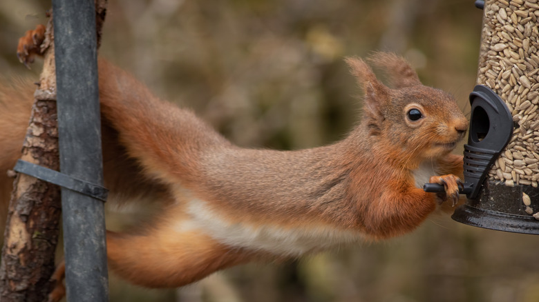 Squirrel raiding bird feeder