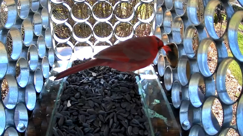 Cardinals in DIY bird feeder