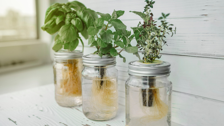 indoor herbs growing in glass jars