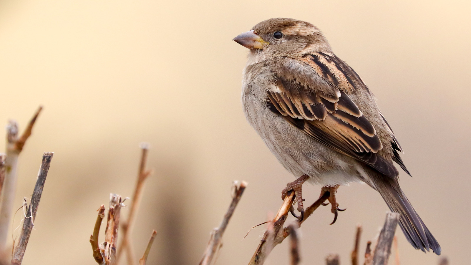 A House Sparrow Isn t Likely To Be A Bird You Welcome To Your Bird 