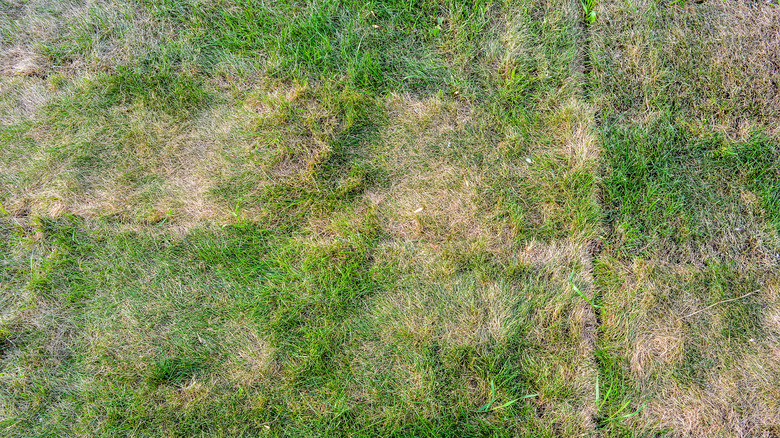 Unhealthy piece of lawn