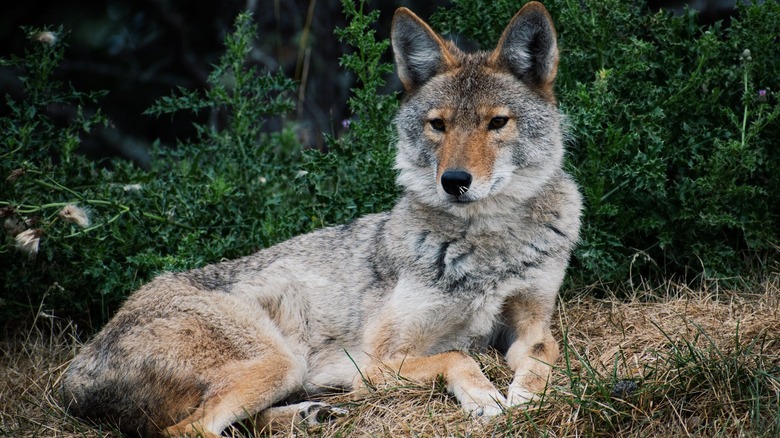 coyote lying in grass