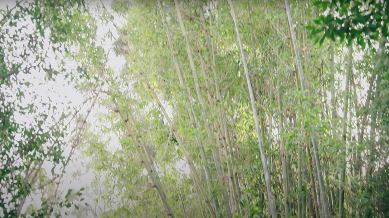Dakota Johnson's backyard with bamboo trees 