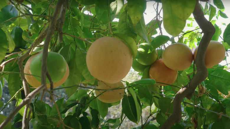 citrus trees in the backyard