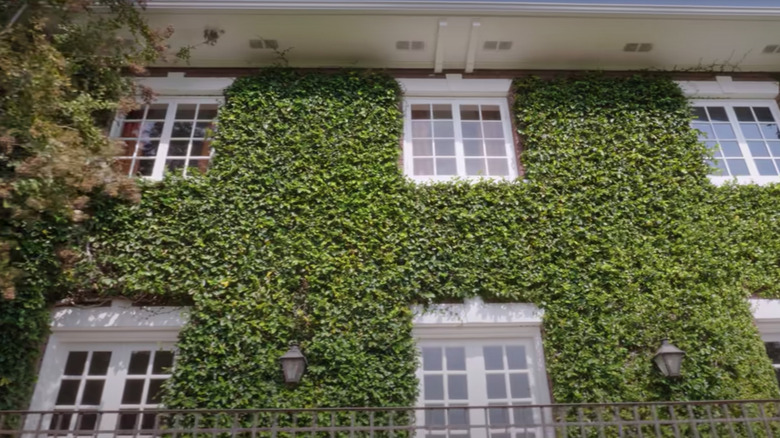 brick walls covered with ivy