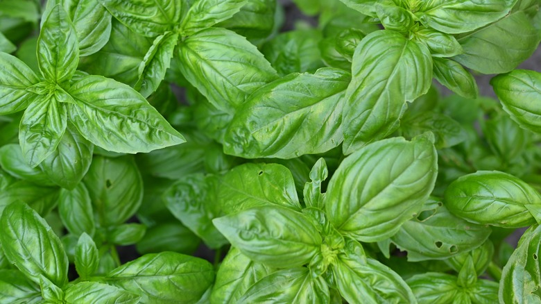 overhead shot of growing basil 