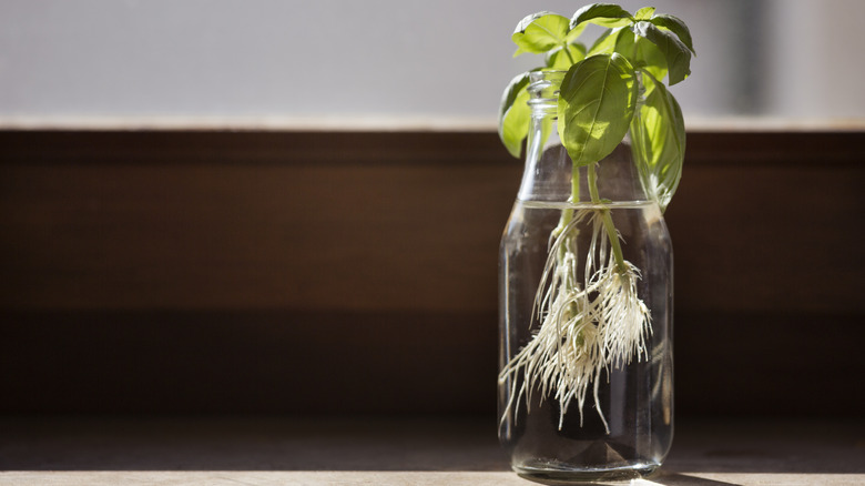 basil growing in glass jar