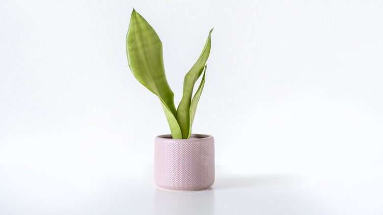 Snake plant in pink pot