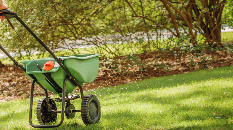 person fertilizing lawn