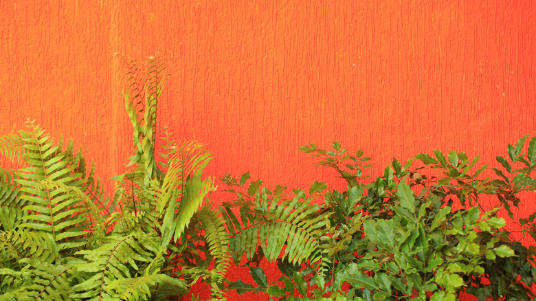 green plants against orange wall