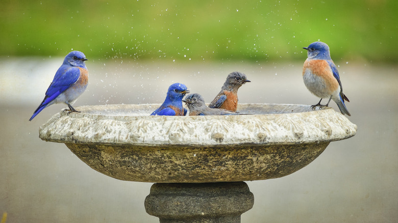 Western Bluebirds in bird bath