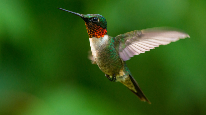 Ruby-throated hummingbird