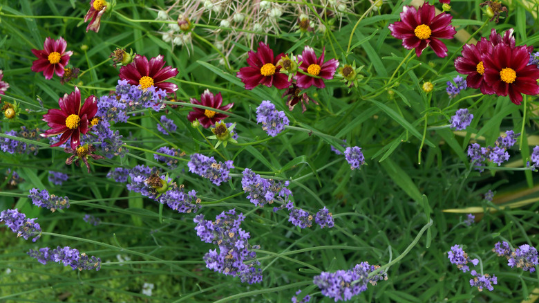 Mercury Rising coreopsis