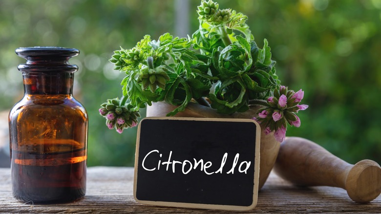 Citronella essential oil and plant