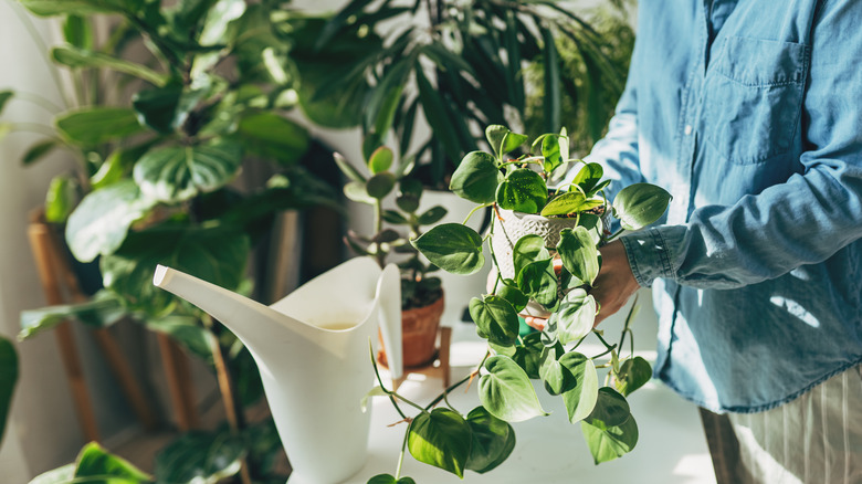 decorating with indoor plants